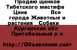 Продаю щенков Тибетского мастифа › Цена ­ 45 000 - Все города Животные и растения » Собаки   . Курганская обл.,Притобольный р-н
